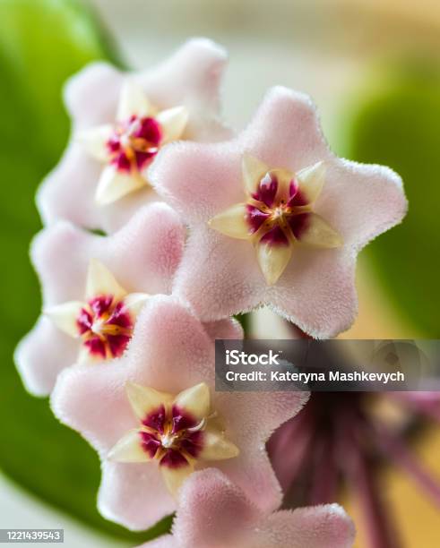 Primer Plano De Las Flores Rosas Blancas En Forma De Estrella De Hoya Carnosa O Flor Primer Plano De Las Flores Rosas Blancas En Forma De Estrella De Hoya Carnosa O Flor