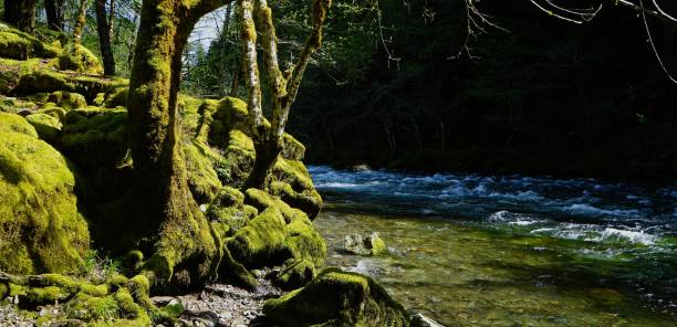 istock Quartzville Creek 1221439756