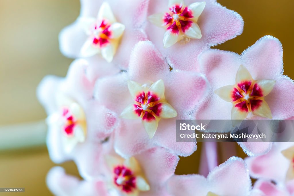 Foto de Feche Acima De Flores Rosas Brancas Em Forma De Estrela De Hoya Carnosa Ou Flor De Porcelana Ou Planta De Cera Planta Da Casa Comum Com Folhagens Cerosas Verdes Escuras Foto de Feche Acima De Flores Rosas Brancas Em Forma De Estrela De Hoya Carnosa Ou Flor De Porcelana Ou Planta De Cera Planta Da Casa Comum Com Folhagens Cerosas Verdes Escuras