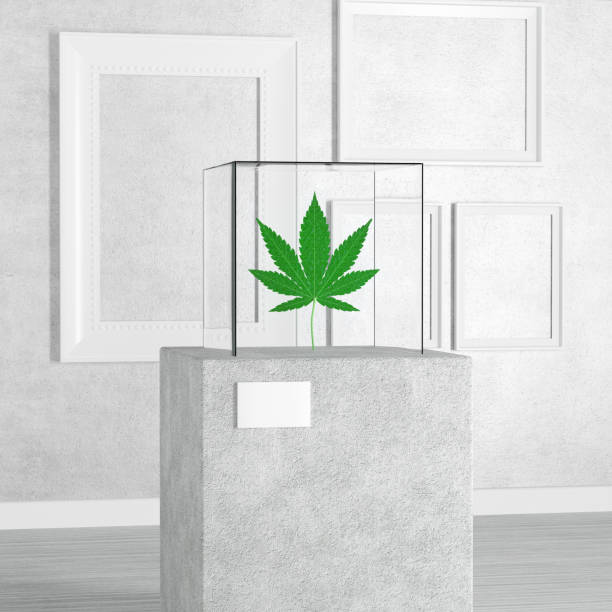 marijuana médicale ou feuille de chanvre de cannabis au-dessus du piédestal, de la scène, du podium ou de la colonne avec glass showcase cube dans la galerie d’art ou le musée. rendu 3d - pedestal museum art museum podium photos et images de collection