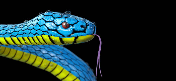 istock Blue Viper Trimeresurus Insularis Snake with Dew Water Drops extreme closeup. 3d Rendering 1221440441