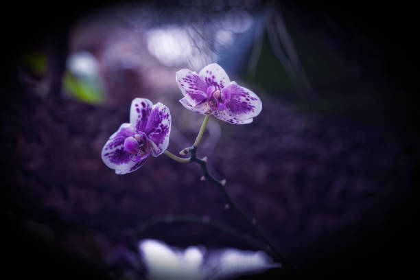 istock purple and white wild orchid in the twilight 1221440636