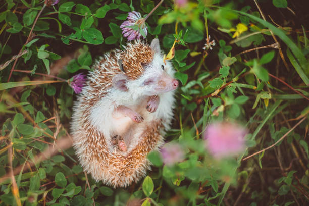 istock a hedgehog looking out from a ball in summer clover close up 1221441567