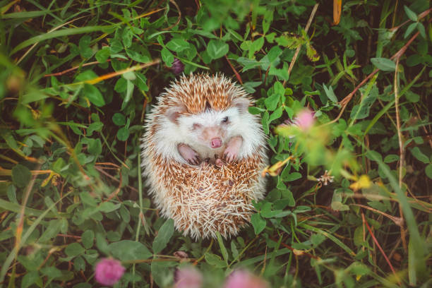 istock one-eyed hedgehog lying in clover hiding its tummy 1221441568