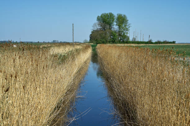 istock Canal through the reeds in spring time 1221441745