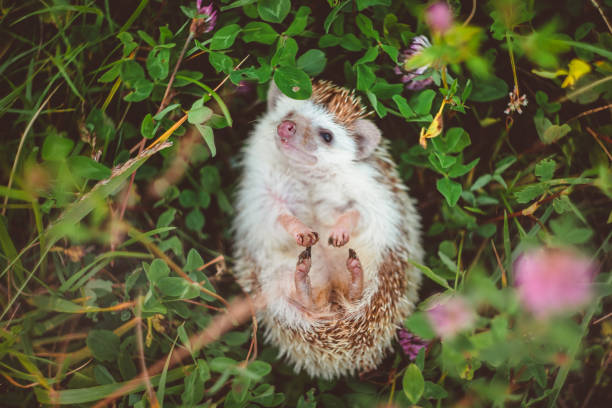 istock a cute hedgehog lying in summer green field on its back 1221441914