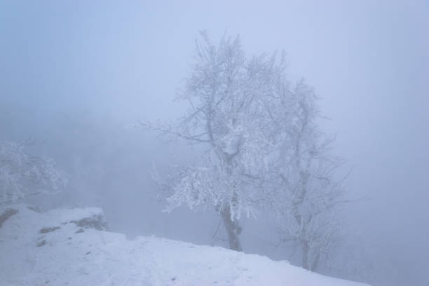 istock Winter fog in forest 1221442124