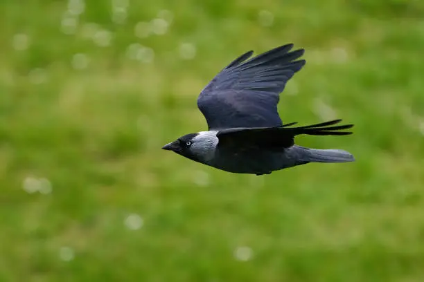 Western jackdaw in flight with vegetation in the background