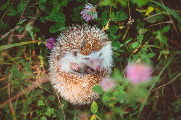istock a curled hedgehog looks out in summer grass 1221442164