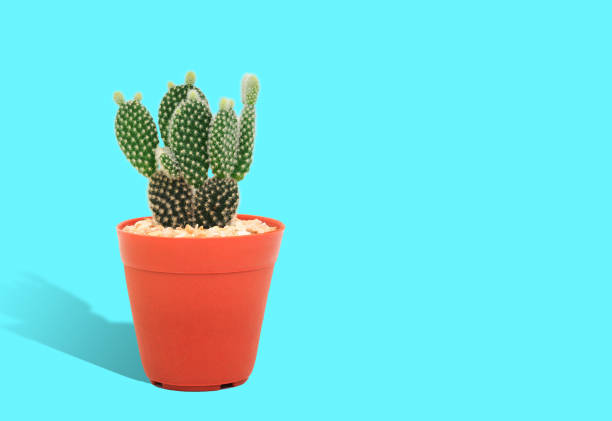 istock Opuntia cactus in a pot. 1221443344