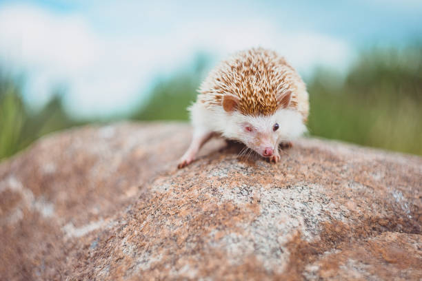 istock one-eyed hedgehog on a stone on a blurred summer background 1221443986