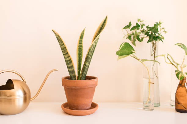 istock Sansevieria Trifasciata 'Laurentii' Snake Plant 1221444016