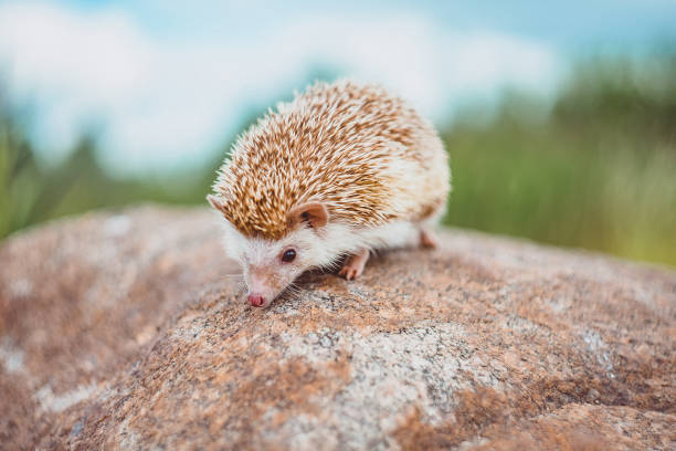 istock hedgehog on a stone on the blurred summer background 1221444066