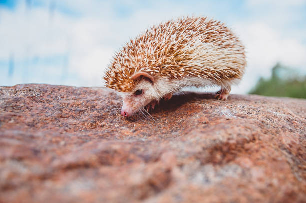 istock a cute hedgehog puffing on a stone on a blurred forest background 1221444161