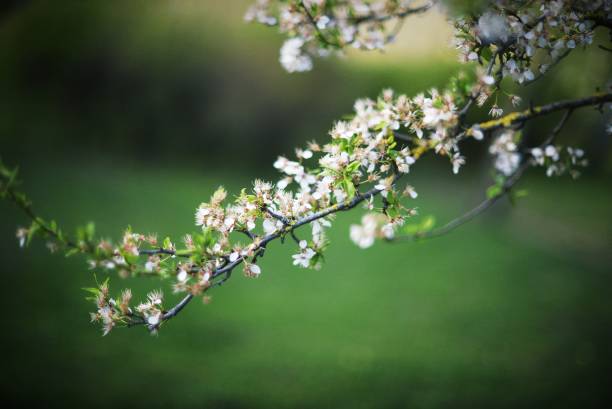 istock flowering trees in their natural state 1221444459