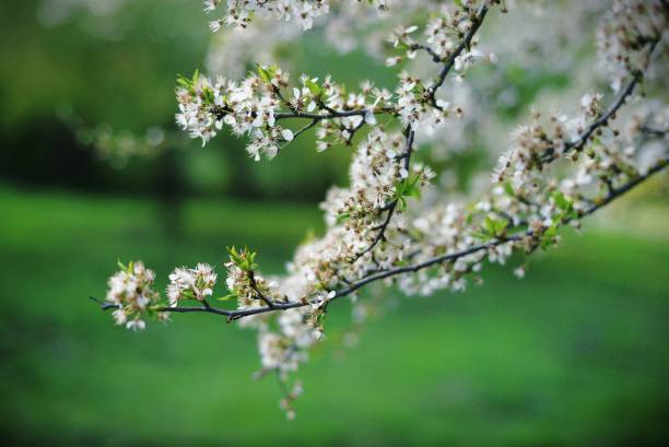 istock flowering trees in their natural state 1221444474