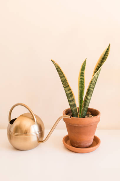 istock Sansevieria Trifasciata 'Laurentii' Snake Plants 1221444536