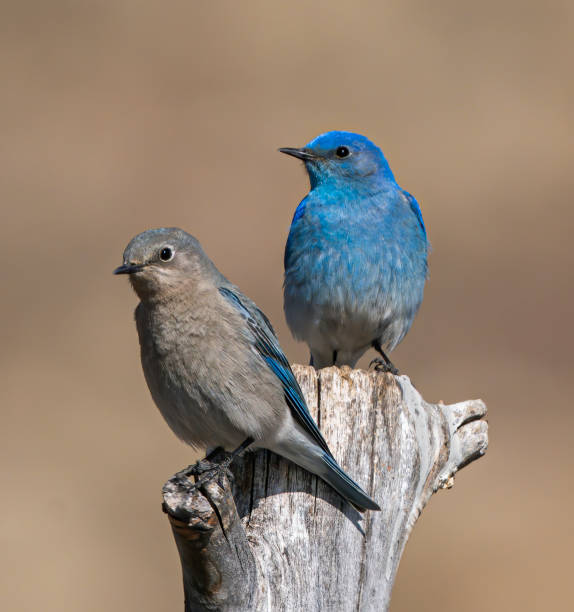 istock Mountain Bluebird Pair House Hunting 1221444606
