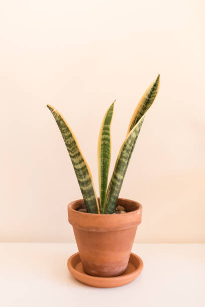 istock Sansevieria Trifasciata 'Laurentii' Snake Plant 1221444616