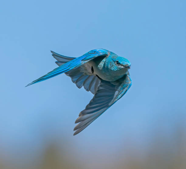 Male Mountain Bluebird Flies in a Flash