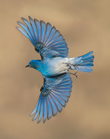 Bluebird Wings Wide - A male mountain bluebird with wings spread wide open. Dillon, Colorado.