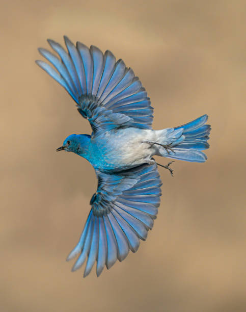 мужская гора bluebird крылья распространение широкий - mountain bluebird bird bluebird blue стоковые фото и изображения