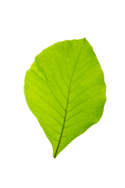 istock Texture of green leaves on a white background 1221445696