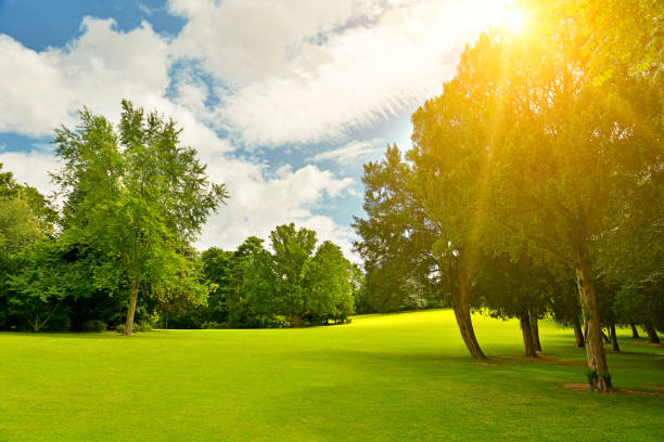 istock Bright sunbeams in summer park 1221446391