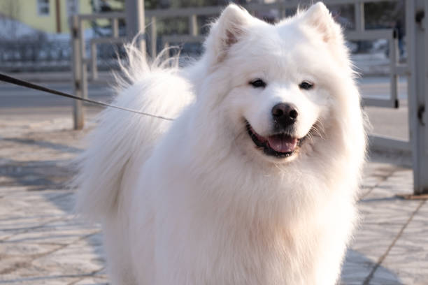 istock American Eskimo Dog looking up at the camera 1221447005