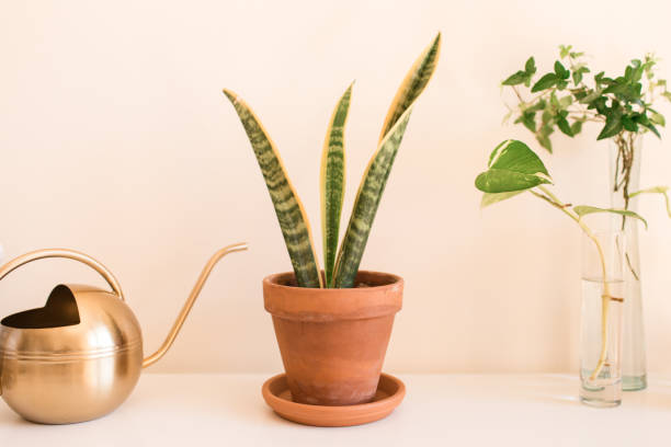 サンセビリア・トリファシアタ 'ローレンティイ' スネーク植物 - animal vein 写真 ストックフォトと画像
