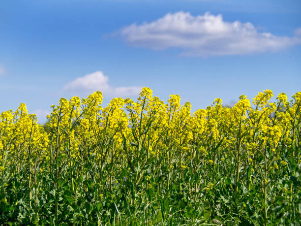 istock blooming rapeseed, arable field, agriculture 1221448148