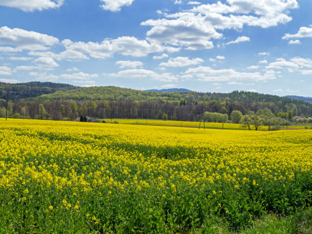 istock blooming rapeseed, arable field, agriculture 1221448149