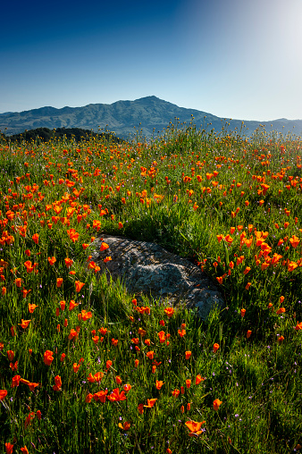 A spring field of California golden poppies with Mount Diablo peak and state park in the background.