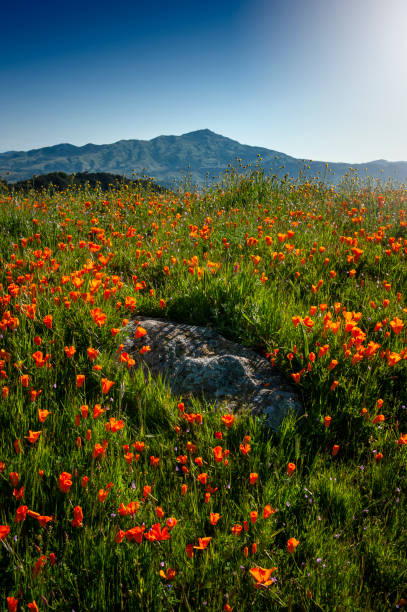 Field of California poppy flowers with a Mountain background A spring field of California golden poppies with Mount Diablo peak and state park in the background. california golden poppy stock pictures, royalty-free photos & images