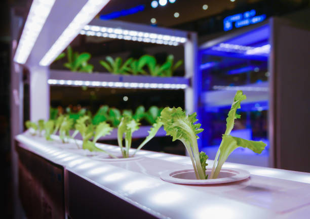 Plants are cultivated in hydroponic system, young plant under LED grow light,Smart indoor farm and Photoperiodism concept. Plants are cultivated in hydroponic system, young plant under LED grow light,Smart indoor farm and Photoperiodism concept. aquaponics photos stock pictures, royalty-free photos & images