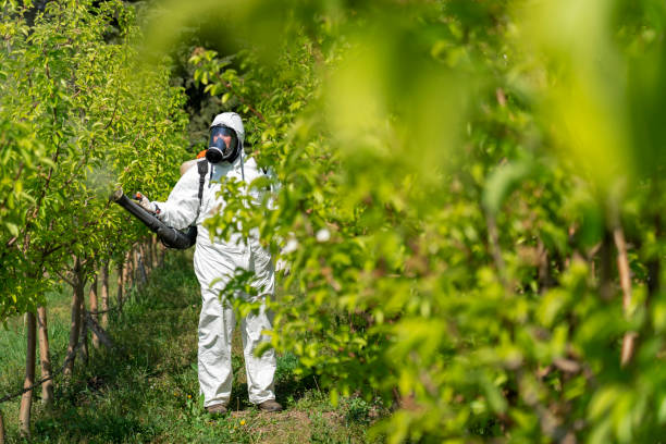 istock Orchard Spraying - Farmer Spraying Pear Orchard With Chemicals in Springtime 1221448565