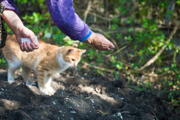 istock elderly woman planting a vegetable garden 1221448613