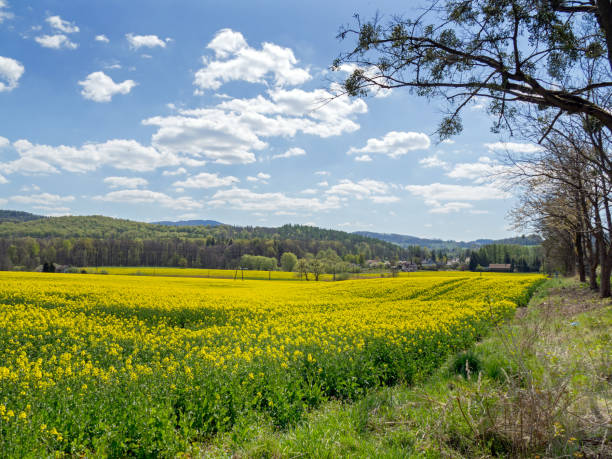 istock blooming rapeseed, arable field, agriculture 1221448666