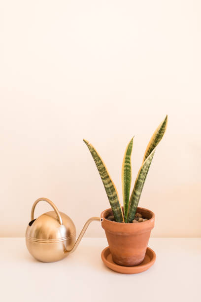 istock Sansevieria Trifasciata 'Laurentii' Snake Plant 1221448690
