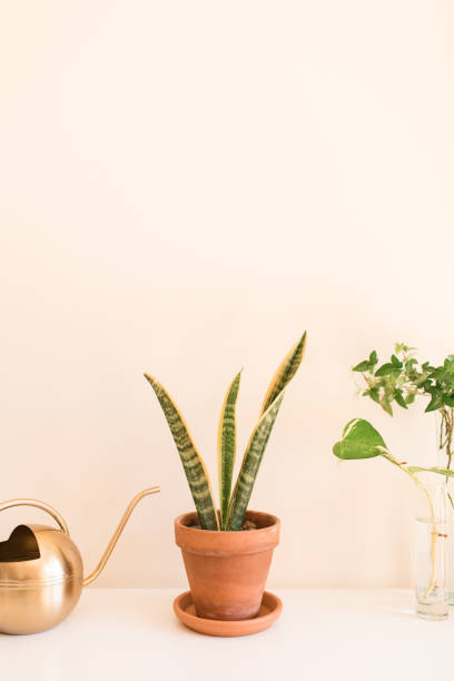 istock Sansevieria Trifasciata 'Laurentii' Snake Plants 1221448761