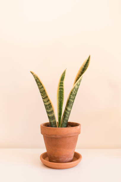 istock Sansevieria Trifasciata 'Laurentii' Snake Plants 1221448770