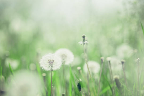 istock Dandelion fluffy heads in grass back lit by sunlight 1221449421