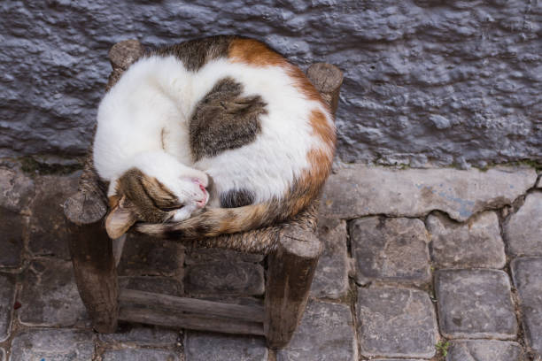 White cat with colorful spots, sleeping on a small chair on a street. Spot on the belly creating a heart. Essaouira, Morocco.