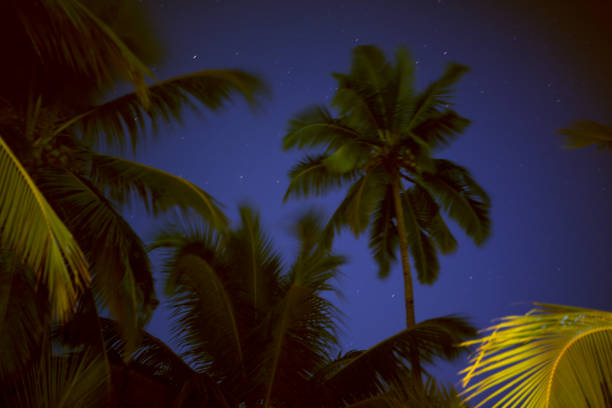 istock Palm trees against the night sky. 1221449993