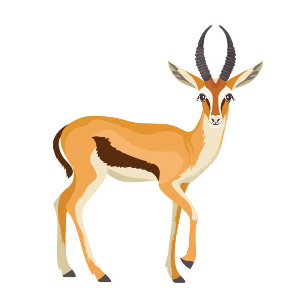 illustrazioni stock, clip art, cartoni animati e icone di tendenza di gazzella o antilope con corno. animale mammifero africano nella fauna selvatica. vettore - impala