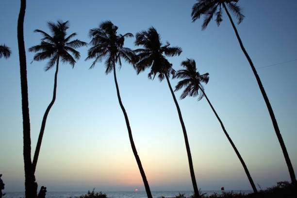 istock Palm trees on tropical beach at sunset. 1221451337