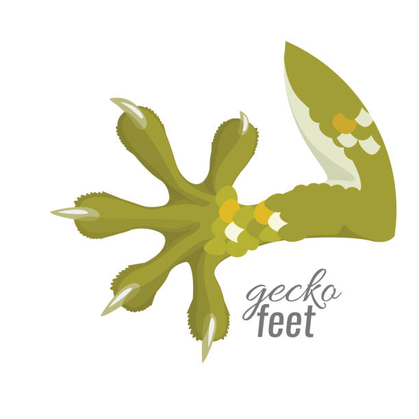 Gecko feet. Reptile lizard animal foot. Vector Gecko feet. Reptile lizard animal foot. Vector illustration tokay gecko stock illustrations