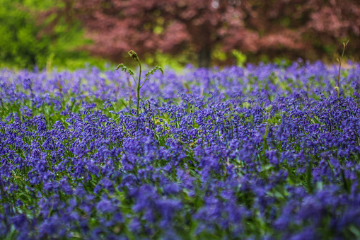A field of bluebell flowers blue turquoise coloured flowers with a copper beach tree blurred in the red green background