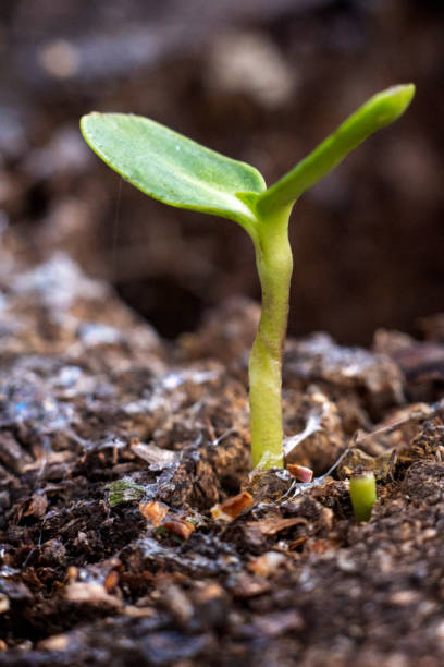 istock The seedling are growing from the rich soil 1221452920