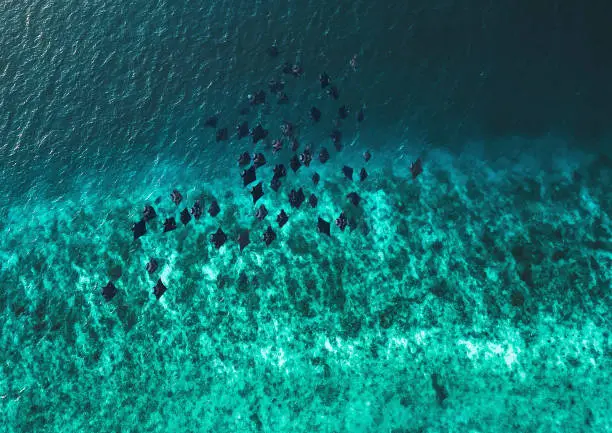 Large group of Manta Rays feeding frenzy at UNESCO Hanifaru Bay Lagoon in Maldives Baa Atoll